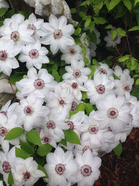 Clematis and tomatoes are two exceptions to the usual rule, and are best planted 6 inches deeper than the soil level in the pot. Clematis - Miss Bateman | Beautiful flowers, Clematis, Vines