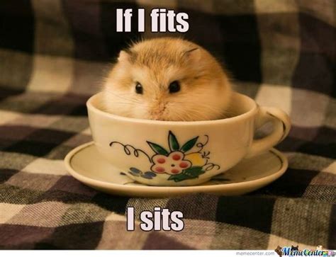 15 Funny Hamster Memes To Get You Through Friday Funny Hamsters