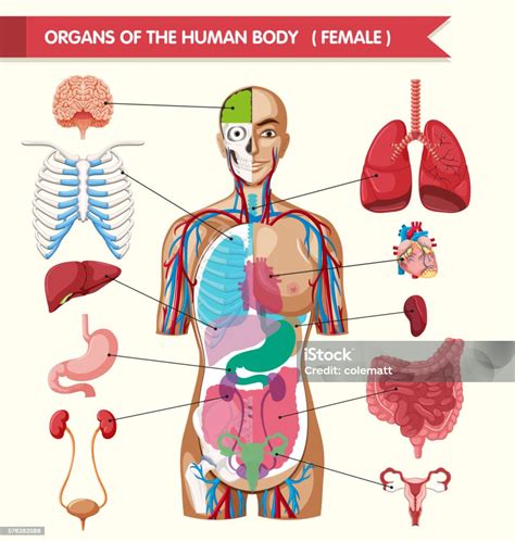 Image Result For Human Organs Diagram Body Organs Diagram Anatomy