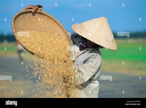 Woman Sifting Rice Hi Res Stock Photography And Images Alamy