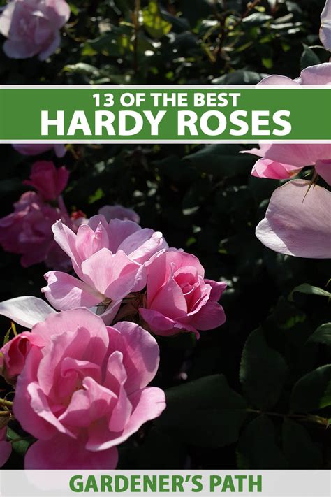 13 Of The Best Hardy Rose Types Gardeners Path