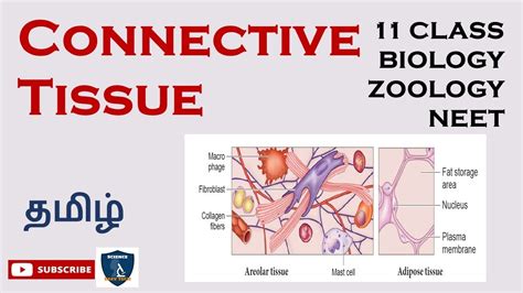 Connective Tissue In Tamil Tissue Level Of Organisation I Zoology