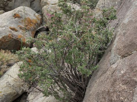 Desert Snowberry Symphoricarpos Lonlorus Flora Deserts Plants