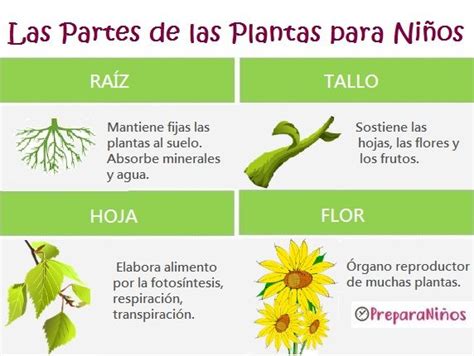 Cuáles Son Las Partes De Una Planta Y Sus Funciones Spanish Class