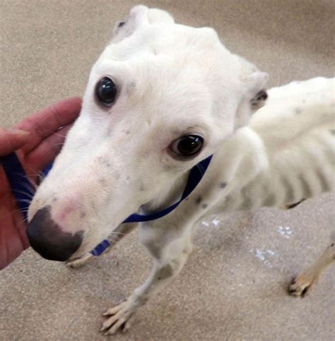 Pictured Skinniest Dog The Rspca Have Ever Seen Nature News