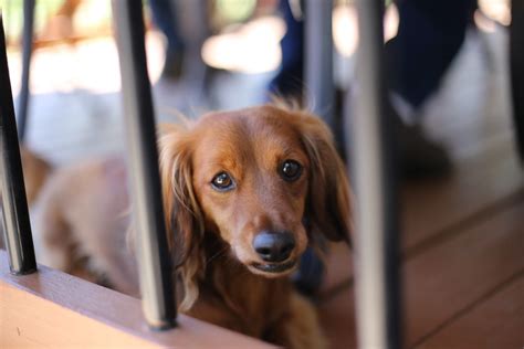 Selective Focus Photography Of Long Coated Brown Dog Photo Free Dog