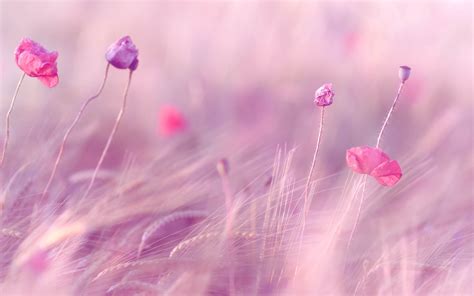 Free Download Pink Purple Flowers Field Hd Wallpapers 1920x1200 For