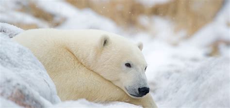 Contact Us Churchill Wild Polar Bear Tours