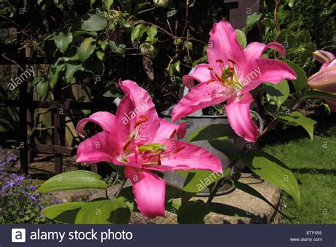 Lilies Stem Hi Res Stock Photography And Images Alamy