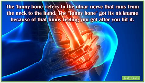 The Funny Bone Refers To The Ulnar Nerve That Runs From The Neck To