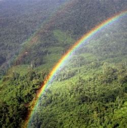The plants and trees in the rainforest grow to different heights. What is the average precipitation in the tropical ...
