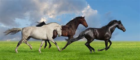 Horses Run In Pasture Stock Photo Image 49561023