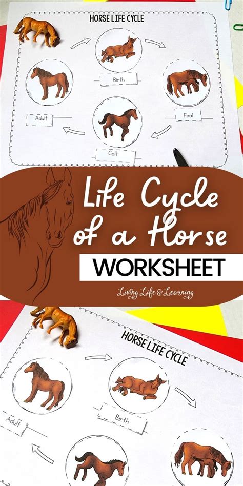 Life Cycle Of A Horse Worksheet