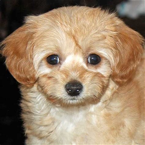 To learn more about each adoptable bichon frise, click on the i icon for some fast facts, or click on their name or photo. Bichon-Poo Puppy for Sale at Heavenly Puppies