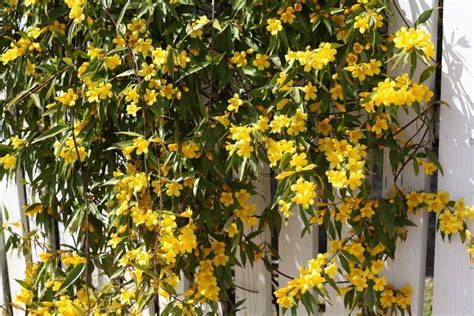 Jasmine Carolina Gelsemium Sempervirens Yellow Flower Vine Gallon Pot
