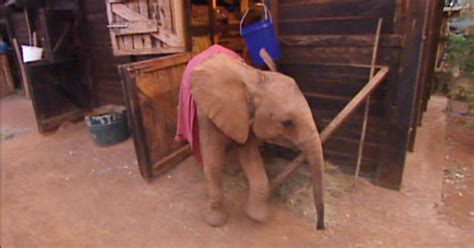Dame Daphne Sheldricks Elephant Orphanage Cbs News