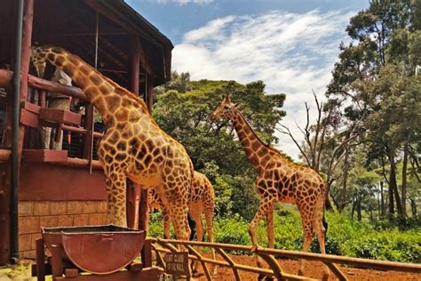 Giraffe Centre Nairobi Entry Fee And Tour Timings For Visiting Giraffe