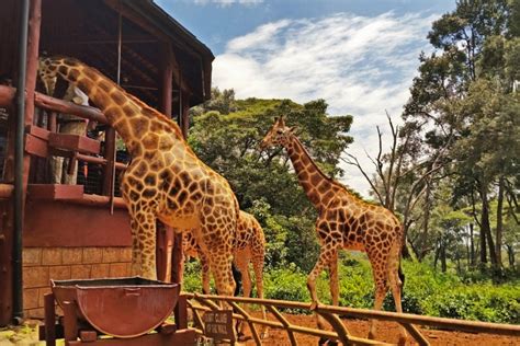 Giraffe Centre Nairobi | Entry Fee & Tour Timings for visiting Giraffe