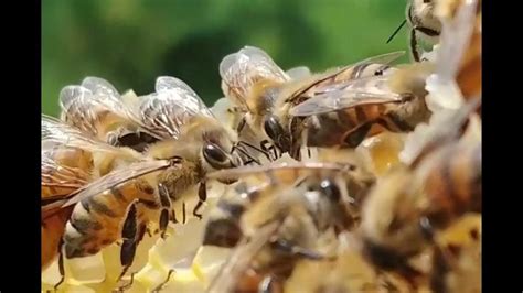 Comment Les Abeilles Font Elles Du Miel Les Tapes De Fabrication