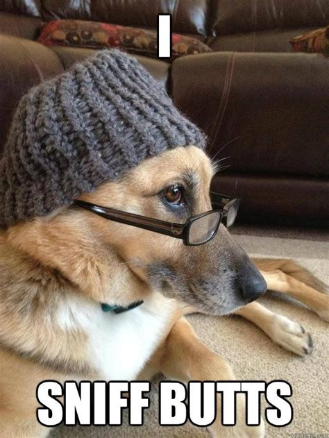 Pin By Jen ♡ On Dogs In Glasses Dog Wear Wearing A Hat Dogs