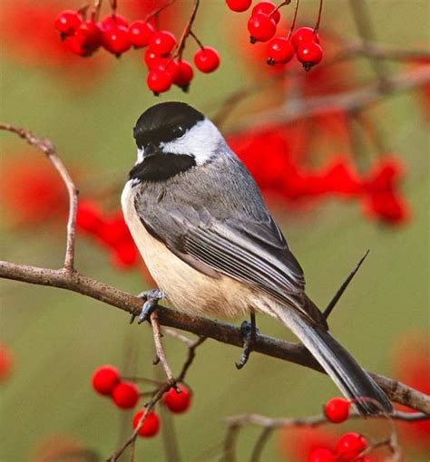 The Chickadee Birds All About Chickadees Birds And Blooms