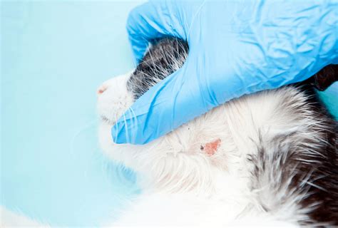 Hair Loss In Cats Vetbabble