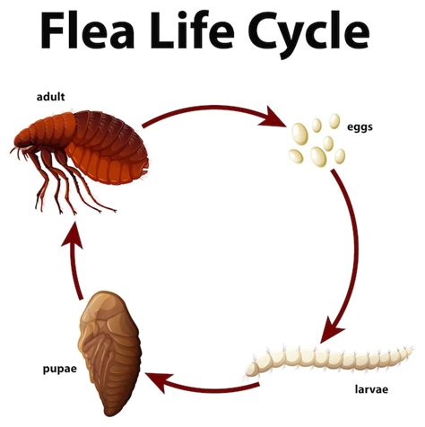 Flea Life Cycle Diagram