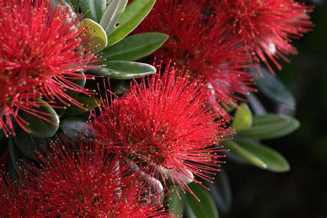 Pohutukawa Flowers Lostandcold Flickr