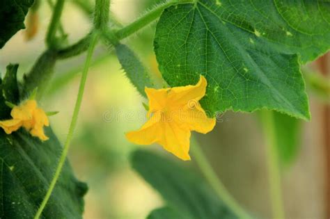 Yellow Cucumber Flower In The Greenhouse Cucumber Plant With A Flower