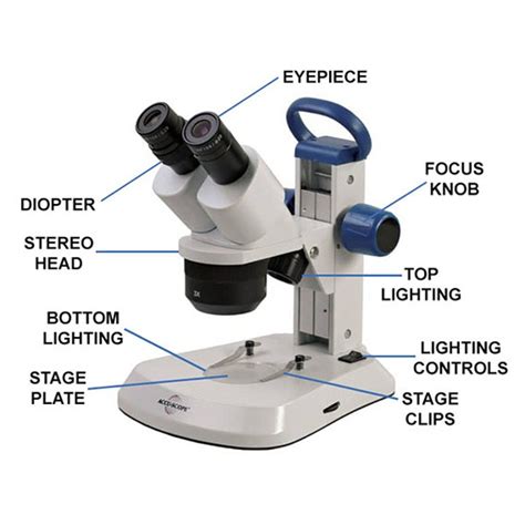 What Is A Stereo Microscope New York Microscope Company