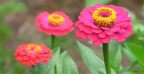 Ask Wet And Forget Flower Spotlight Worry Free Zinnias Bring A Rainbow