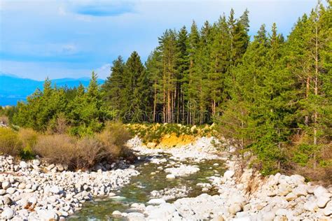 Mountain River And Pine Tree Forest Background Stock Image Image Of