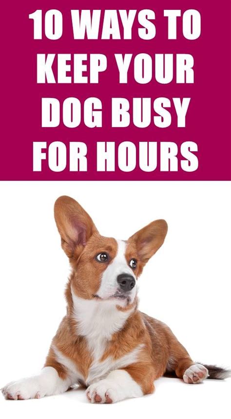 10 Ways To Keep Your Dog Busy For Hours Best Dog Toys Dog Boredom