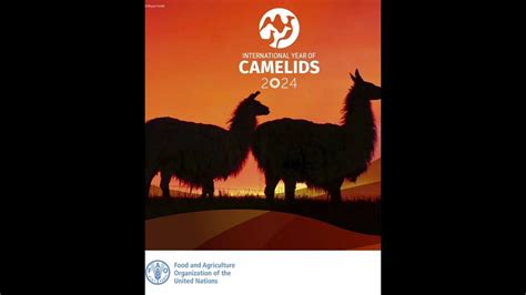 2024 International Year Of Camelids 2024 Année Internationale Des