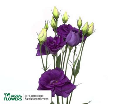 Photo Eustoma Russellianum Gevuldbloemig Cessna Blue Global Flowers