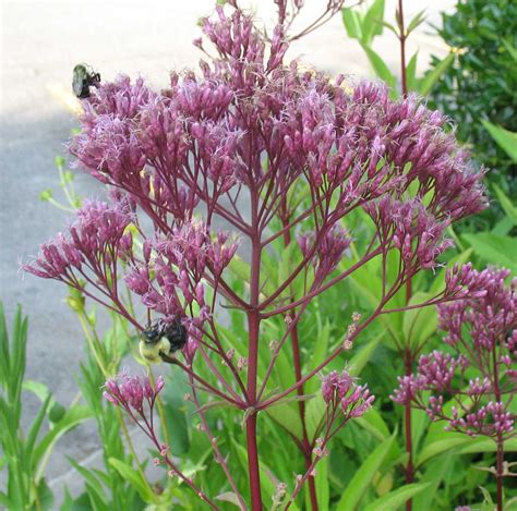 Check out our buy flowering shrubs selection for the very best in unique or custom, handmade pieces from our shops. Using Georgia Native Plants: Flowers of the Fall Roadside