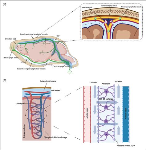 Figure 2 From A New Perspective On Cerebrospinal Fluid Dynamics After