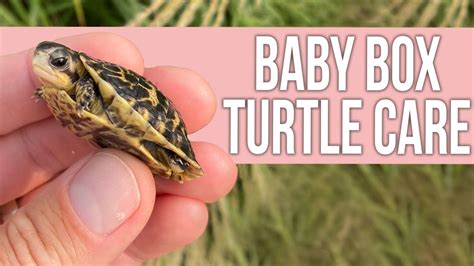 How To Care For A Baby Box Turtle YouTube