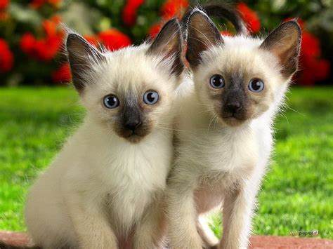 Siamese Kittens Photo And Wallpaper Beautiful Siamese Kittens Pictures