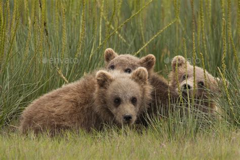 Brown Bear Cubs Lake Clark National Park Alaska Usa Stock Photo By