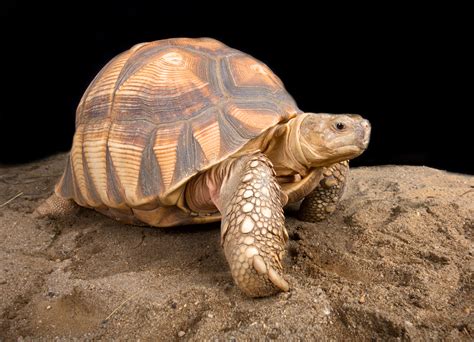 Some Interesting Facts About Tortoise Shells Grammy Goals