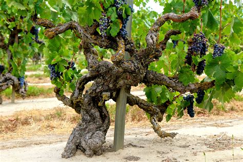 100 Year Old Wine Grape Zinfandel Wine Variety Vines