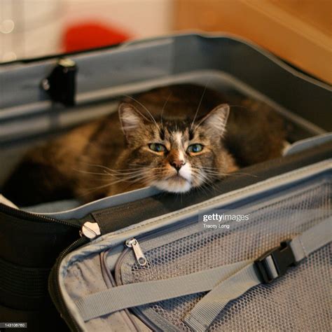 Cat In Suitcase High Res Stock Photo Getty Images
