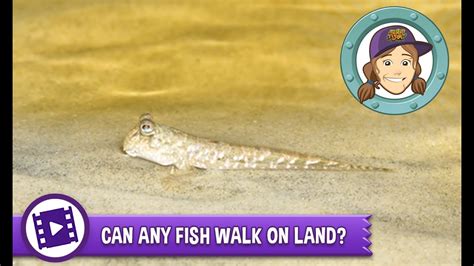 Ask Tierney Are There Any Fish That Can Walk On Land Youtube