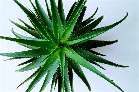 How To Plant Aloe Vera Without Roots Using 2 Different Methods