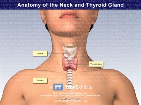 Anatomy Of The Neck And Thyroid Trialexhibits Inc