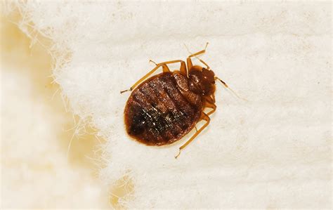 How To Identify Bed Bugs Bed Bug Identification U S P Vrogue Co