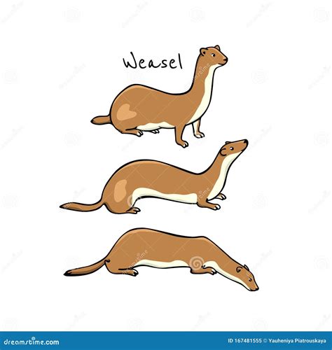 Hand Drawn Winter Weasels Stock Illustration Illustration Of Small