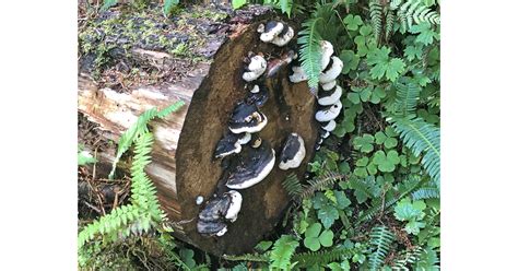 The fungus, called fusarium, is commonly found in plant material and soil in tropical and subtropical areas. Fungus-among-us!slide | Parks & Travel Magazine