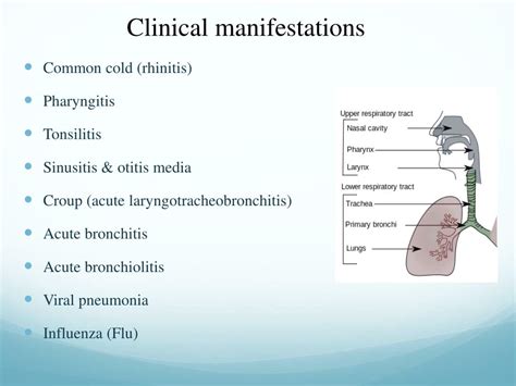 Ppt Viral Infections Of The Respiratory System Powerpoint